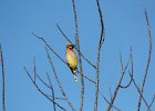 Cedar Waxwing (6)
