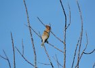 Cedar Waxwing (7)