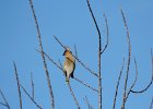 Cedar Waxwing (8)
