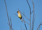 Cedar Waxwing (9)