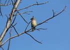 Cedar Waxwing