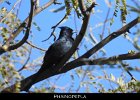 072 - 781 Phainopepla
