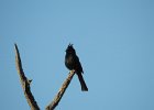Phainopepla (13)