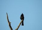 Phainopepla (14)