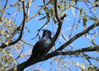 Phainopepla (2)