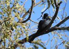 Phainopepla (3)