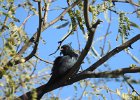 Phainopepla (4)