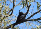 Phainopepla (5)