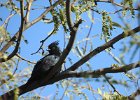 Phainopepla (6)