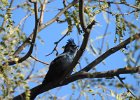 Phainopepla (8)