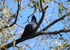 Phainopepla (9)