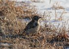 103Lapland Longspur