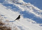 Lapland Longspur (3)