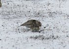 Lapland Longspur (32)