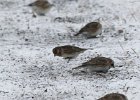 Lapland Longspur (36)