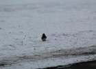 Lapland Longspur (49)