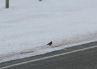 Lapland Longspur (50)