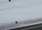 Lapland Longspur (51)
