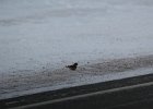 Lapland Longspur (52)
