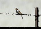 074 - 784 Chestnut-collared Longspur