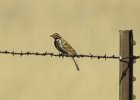 Chestnut-collared Longspur (1)