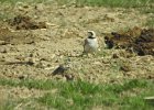 Chestnut-collared Longspur (6)
