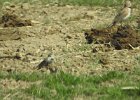 Chestnut-collared Longspur (9)