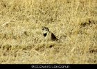 074 - 786 McCown's Longspur