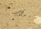 McCown's Longspur (1)