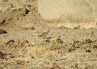 McCown's Longspur (10)