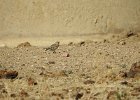 McCown's Longspur (11)