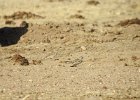 McCown's Longspur (13)
