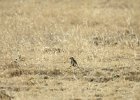 McCown's Longspur (17)