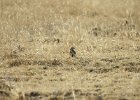 McCown's Longspur (18)