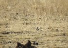 McCown's Longspur (19)