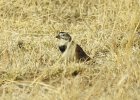 McCown's Longspur (2)