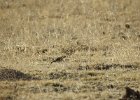 McCown's Longspur (21)