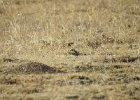 McCown's Longspur (22)