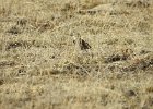 McCown's Longspur (23)