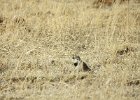 McCown's Longspur (24)