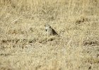 McCown's Longspur (25)