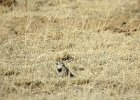 McCown's Longspur (27)