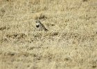 McCown's Longspur (28)