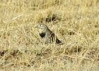McCown's Longspur (3)