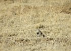 McCown's Longspur (4)