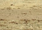 McCown's Longspur (5)