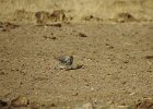 McCown's Longspur (6)