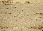 McCown's Longspur (7)
