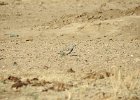McCown's Longspur (8)