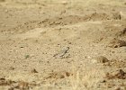 McCown's Longspur (9)